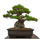 Fıstık Çamı Bonzai Ağacı Tohumu 2 Adet Bonsai Ağacı Tohumu