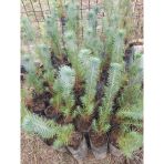 Fistik Cami Fidani 5 Adet Pinus Pinea 20-30 Cm