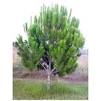 Fıstık Çamı Fidanı Pinus Pinea 20 40 cm Saksıda