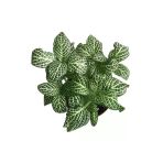 Fittonia - Beyaz (Fitonya Çiçeği)