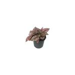 Fittonia Hostes Çiçeği Çilli Yaprak Güzeli Pembe Yeşil 10-20 Cm
