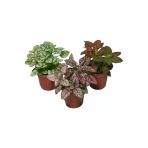 Fittonia Hostes Çiçeği Çilli Yaprak Güzeli Yeşil Mor Benek 10-20 Cm