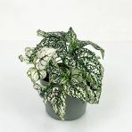 Fittonia Hostes Çiçeği Çilli Yeşil Beyaz 10-20 Cm