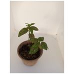 Fittonia Hostes Çiçeği Yeşil Yaprak Pembe Benek 10-20 Cm