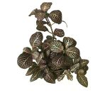 Fittonia - Pembe Yeşil (Fitonya Çiçeği)
