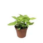 Fittonia - Yeşil Beyaz (Fitonya Çiçeği)