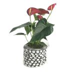 Flamingo Çiçeği Antoryum Anthurium & Eskitme Slither Beton Saksıda Hediyelik Canlı Çiçek BALFLOWERDESİGN-2470