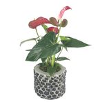 Flamingo Çiçeği Antoryum Anthurium & Siyah Slither Beton Saksıda Hediyelik Canlı Çiçek BALFLOWERDESİGN-2785