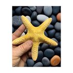 Flea Market Gerçek İthal Deniz Kabukları Orta Yıldız - Kolleksiyonluk Dekor Biblo Akvaryum Duvar Süsleme, TYC58F63AC95A54207