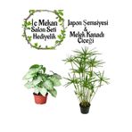 Flora Vadi Avantajlı Japon Şemsiyesi(40-60)Cm 1 Adet Saksılı+ Melek Kanadı Bitkisi(40-60cm) 1 Adet Saksılı