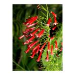 Flora Vadi Avantajlı Kırmızı Mercan Çiçeği 1 Adet Saksılı/tüplü 35-60cm (RUSSELİA EQUİSETİFORMİS)