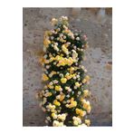 Flora Vadi Avantajlı Sarı Sarmaşık Gül Fidanı Kokulu (90 140 CM)1 Adet Tüplü Aşılı Gül Yellow Rose
