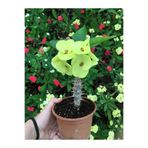 Flora Vadi Dayanıklı Dikenler Tacı Çiçekli Ithal Tayland Milli 20 40 cm Saksılı Kaktüs Euphorbia