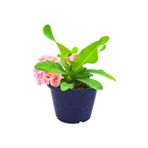 Flora Vadi İthal Dikenler tacı Çiçeği 1 Adet Saksılı (20-40 Cm) (Euphorbia milii)