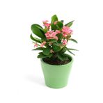 Flora Vadi İthal İri Çiçekli Milli Dikenler Tacı Çiçeği Pembe Renk (20-40 Cm) Saksılı (Euphorbia milii)