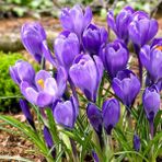 Floramut Açık Mor Grand Maitre Çiğdem Soğanı-5 Adet