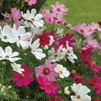 Floramut Farklı Renkler Kozmoz Çiçeği Tohumu-50 Tohum - 25 kg