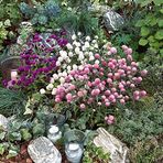 Floramut Hanım Düğmesi Kirli Hanım Çiçeği Tohumu-20 Tohum