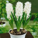 Floramut Inci Beyazı Aiolos Sümbül Soğanı-3 Adet