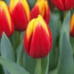Floramut Jan Seignette Sarı Kırmızı Lale Soğanı-5 Adet