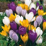 Floramut Karışık Mix Çiğdem Soğanı Paketi-10 Adet - 19