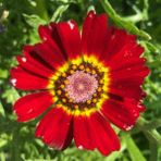 Floramut Karışık Red Kasımpatı Çiçeği Tohumu-50 Tohum - 50 Adet