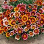 Floramut Meramlı Kız Gazanya Çiçeği Tohumu-20 Tohum - 20 Adet
