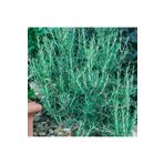 Floramut Rosmarin Blue Winter Yayılıcı Biberiye Fidesi-2 Adet