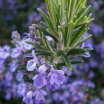 Floramut Rosmarin Officinalis Kokulu Biberiye Fidesi-2 Adet