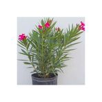 Floramut Saksılı Bodur Kırmızı Çiçekli Zakkum Fidanı 10-20 cm