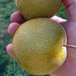 Floramut Tüplü Yarı Bodur Atego Japon Armut Fidanı
