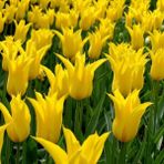 Floramut Yellow La Perla Sarı Sivri Uçlu Lale Soğanı-5 Adet