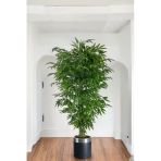 Florayapaycicekcom Tek Gövdeli Bambu Ağaç Yapay Islak Doku Siyah Gümüş Saksı