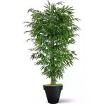 Florayapaycicekcom Tek Gövdeli Bambu Ağaç Yapay Islak Doku Siyah Plastık Saksı