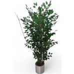 Florayapaycicekcom Yapay 150Cm Benjamın Yogun Yaprak Metal Saksı