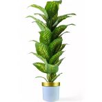 Florayapaycicekcom Yapay Ağaç Difenbahya 170 Cm Beyaz Goldsaksı