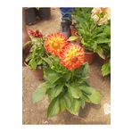 Florin Garden Dalya Çiçeği – Canlı Saksılı Katmerli Çiçekli Bitki (Bahçe ve Balkon İçin / Yazlık Çiçek)