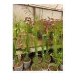 Florin Garden Kırmızı Mercan Çiçeği – Canlı Saksılı Sarkıcı Çiçekli Bitki 60-80cm