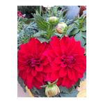 Florin Garden Pembe Dalya Çiçeği – Canlı Saksılı Katmerli Çiçekli Bitki (Bahçe ve Balkon İçin / Yazlık Çiçek)