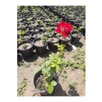 Florin Garden Yediveren Kırmızı Gül – Canlı Saksıda Gül Fidesi 40-60cm (Sürekli Çiçek Açan)