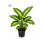Florya Botanik Salon Bitkisi Difenbahya Tropic Snow, 50-60 Cm