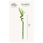 Florya Botanik Şans Bambusu - Lucky Bamboo 1 Adet Canlı Salon Bitkisi 100 cm