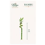 Florya Botanik Şans Bambusu - Lucky Bamboo 1 Adet Canlı Salon Bitkisi 50 cm