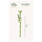 Florya Botanik Şans Bambusu - Lucky Bamboo 1 Adet Canlı Salon Bitkisi 80 cm