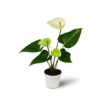 Floryalibotanik Beyaz Anthurium - Beyaz Antoryum Ev Salon Bitkisi - 50/60cm