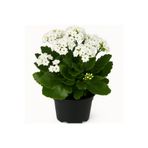 Floryalibotanik Beyaz Renkli Büyük Boy Canlı Kalanchoe Çiçeği - Salon Çiçeği