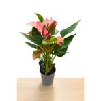 Floryalibotanik Mini Pembe Antoryum Flamingo Çiçeği - İç Mekan Salon Çiçeği - Canlı Bitki