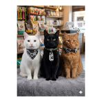 flypet KURUKAFA DESEN 3LÜ SET PAPYON + FULAR+ KRAVAT KEDİ TASMA & YAVRU KÖPEK TASMA 13CM-24CM