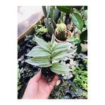 foliumbotanik Beyaz Çizgili Telgraf Çiçeği 5,5cmlik Saksıda