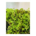 foliumbotanik Dam Koruğu Sedum Sukulent